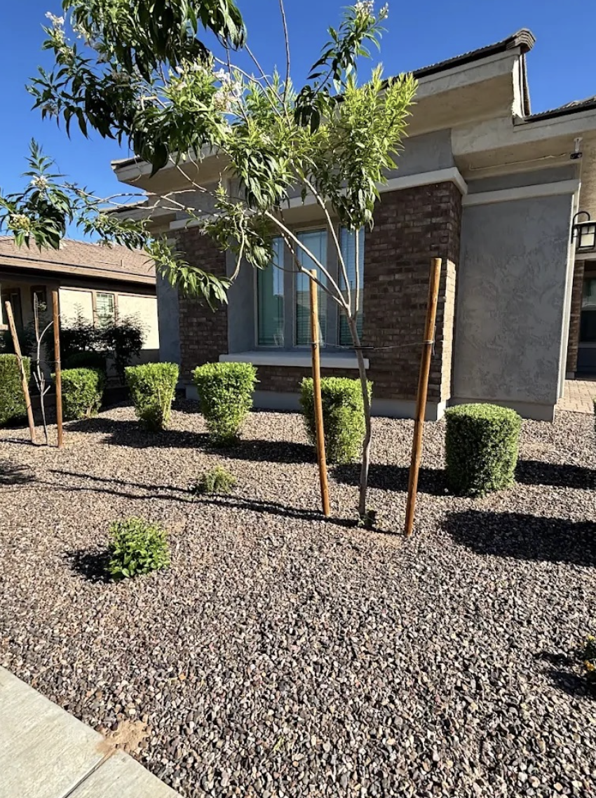 Desert front yard with gravel, trimmed shrubs and new trees